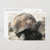 Galápagos-Tortoise Postkarte (Vorne/Hinten)