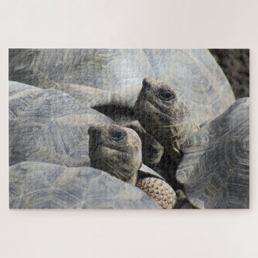 Galapagos-Tortoises Puzzle (Horizontal)