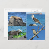 Galapagos vier postkarte (Vorne/Hinten)