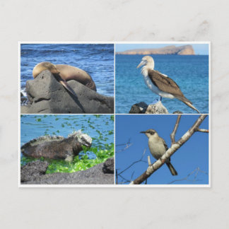 Galapagos vier postkarte
