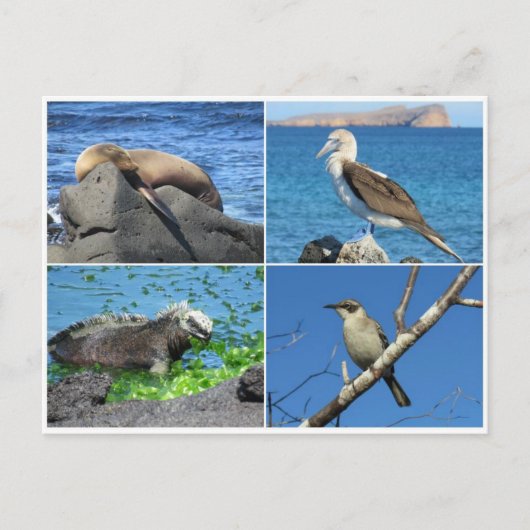 Galapagos vier postkarte (Vorderseite)