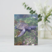 Galapagoschildkröte Postkarte (Stehend Vorderseite)