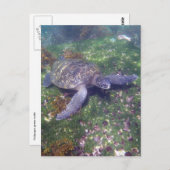 Galapagoschildkröte Postkarte (Vorne/Hinten)