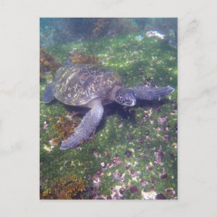 Galapagoschildkröte Postkarte