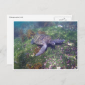 Galapagoschildkröte Postkarte (Vorne/Hinten)