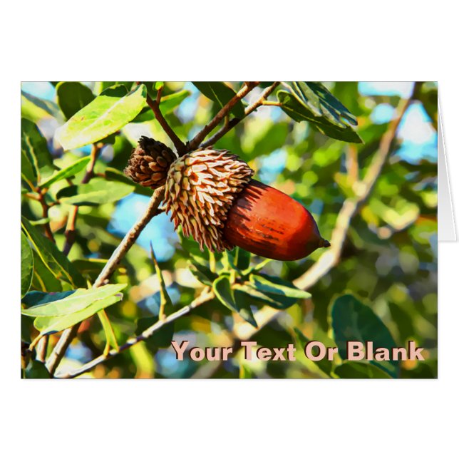 Galilee Acorn (Vorderseite (Horizontal))