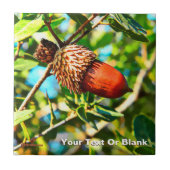 Galilee Acorn Fliese (Vorderseite)