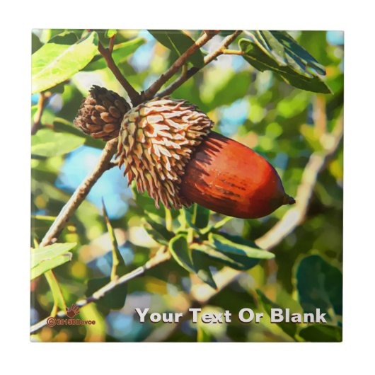 Galilee Acorn Fliese (Vorderseite)