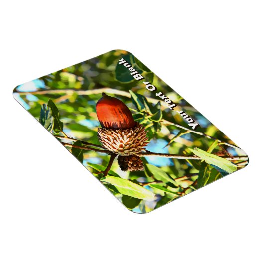Galilee Acorn Magnet (Rechte Seite)