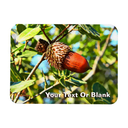 Galilee Acorn Magnet (Horizontal)
