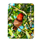 Galilee Acorn Magnet (Vertikal)