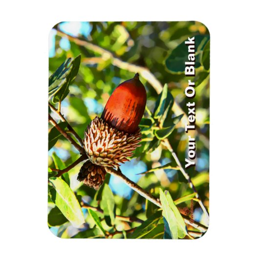 Galilee Acorn Magnet (Vertikal)