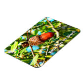 Galilee Acorn Magnet (Linke Seite)
