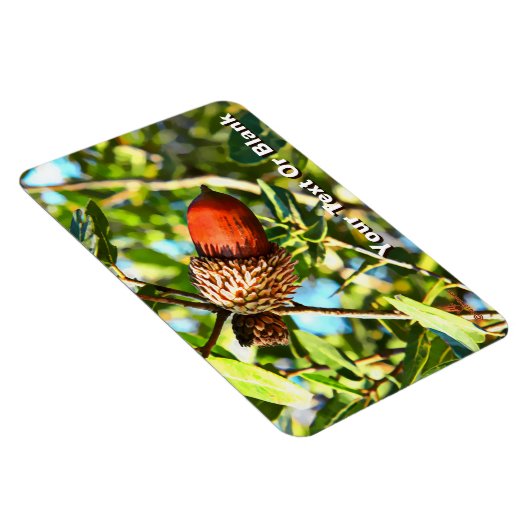 Galilee Acorn Magnet (Rechte Seite)