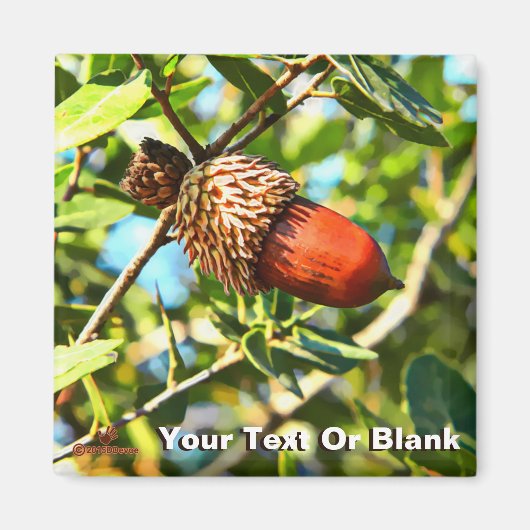 Galilee Acorn Magnet (Vorne)