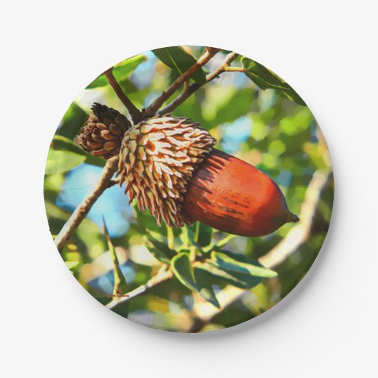 Galilee Acorn Pappteller (Vorderseite)