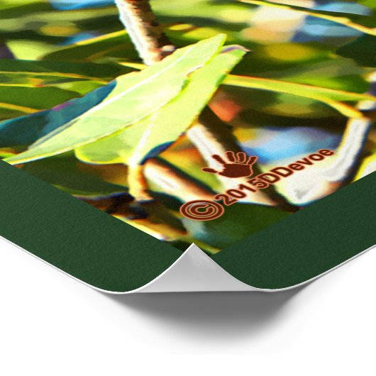 Galilee Acorn Poster (Ecke)