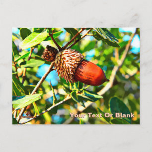 Galilee Acorn Postkarte