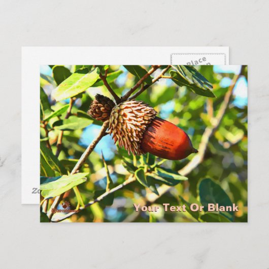 Galilee Acorn Postkarte (Vorne/Hinten)