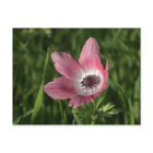 Galilee Anemone Calanit, Israel, Holy Land