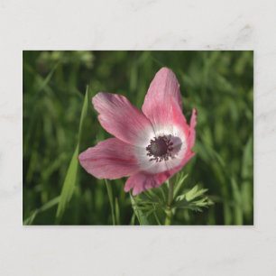 Galilee Anemone Calanit, Israel, Holy Land Postkarte