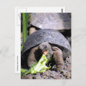 Gallapagos-Schildkröte Postkarte (Vorne/Hinten)