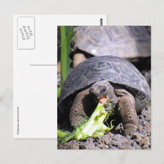 Gallapagos-Schildkröte Postkarte (Vorne/Hinten)