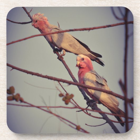Galle-Vögel in Baum2 Getränkeuntersetzer (Vorderseite)