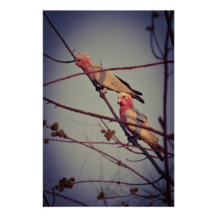 Galle-Vögel in Baum2 Poster