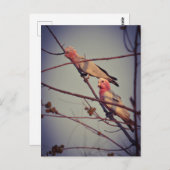 Galle-Vögel in Baum2 Postkarte (Vorne/Hinten)