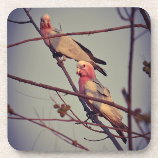 Galle Vögel in Baum 1 Getränkeuntersetzer (Vorderseite)
