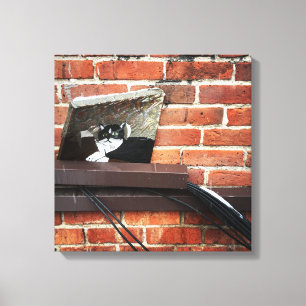 Galleenkatze Leinwanddruck