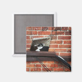 Galleenkatze Magnet (Vorderseite/Rückseite)