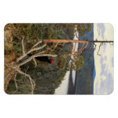 Gallen-Kallela - Großer Schwarzer Specker 1894 Magnet (Horizontal)