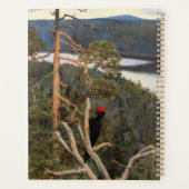 Gallen-Kallela - Großer Schwarzer Specker 1894 Planer (Rückseite)