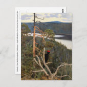 Gallen-Kallela - Großer Schwarzer Specker 1894 Postkarte (Vorne/Hinten)