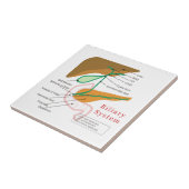 Gallensystems-Diagramm-Diagramm-Gallenweg Fliese (Seite)