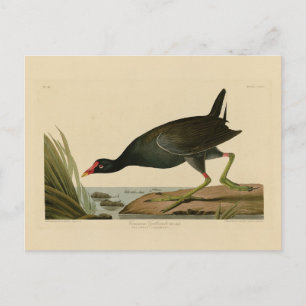 Gallinule von Audubons Vögeln Amerikas Postkarte