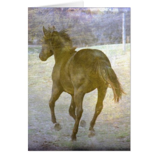 Gallop Away (Vorne)