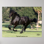 Galloping Friesian Beauty Poster (Vorne)