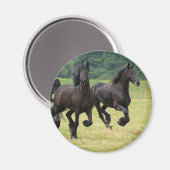 Galloping Friesian Horses Magnet (Vorderseite/Rückseite)
