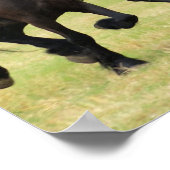Galloping Friesian Horses Poster (Ecke)