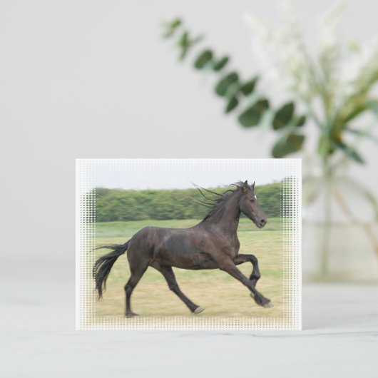 Galloping Friesian Postkarte (Stehend Vorderseite)