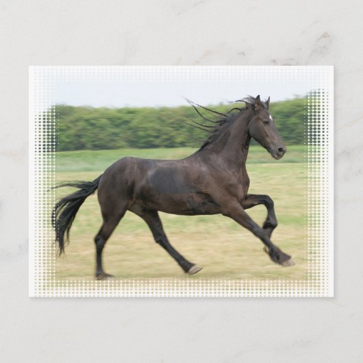 Galloping Friesian Postkarte (Vorderseite)