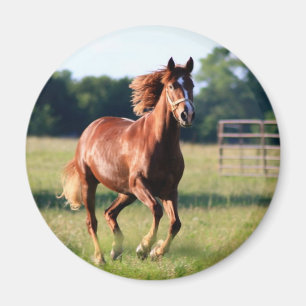 Galloping Horse Magnet