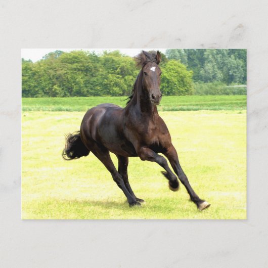 Galloping Horse Postcard Postkarte (Vorderseite)