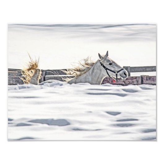 Galloping im Schnee Fotodruck (Vorne)