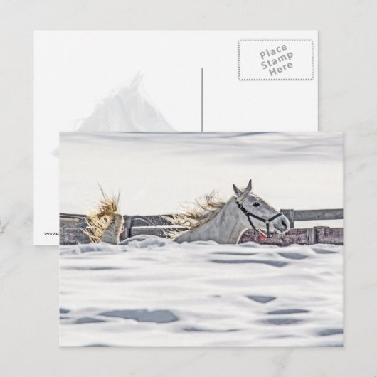 Galloping im Schnee Postkarte (Vorne/Hinten)