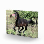 Galloping Kastanienpferd Fotoblock (Rechts)