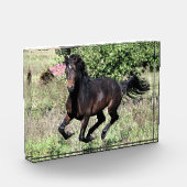 Galloping Kastanienpferd Fotoblock (Links)